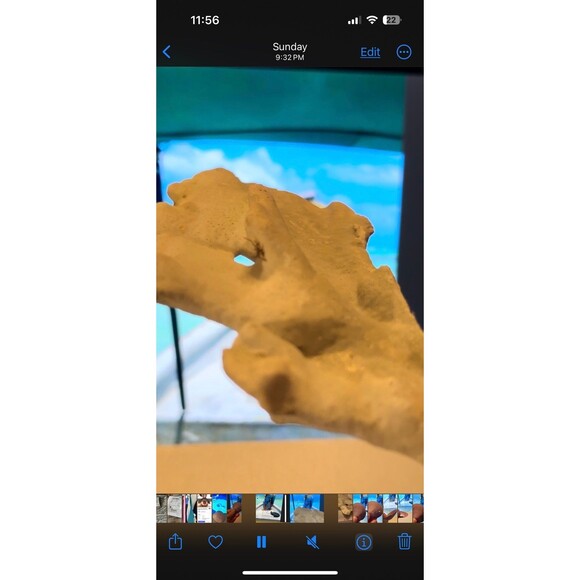 Natural San Blas Beach-Collected Coral Souvenir Caribbean Coastal Home Decor - Picture 12 of 12